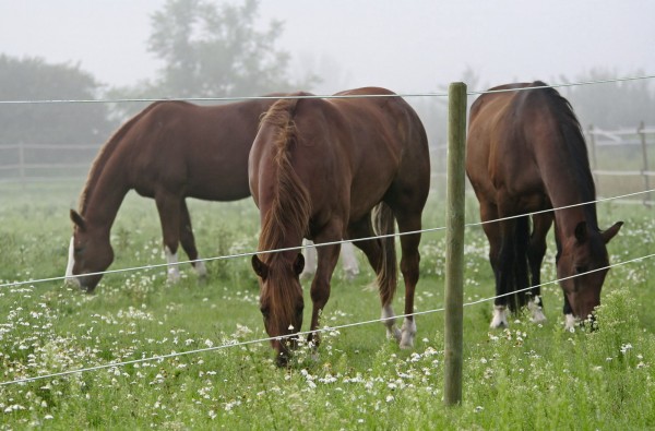 Premium Horse Wire für Pferdekoppeln bietet eine sehr hohe mechanische Barriere durch starken Stahldraht