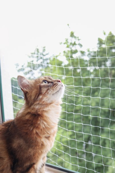 Transparentes Katzenschutznetz zum Schutz Ihrer Katze, ideal für Balkone, Terrassen, Fenster und Türen