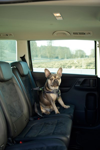 Autosicherheitsgeschirr Travel Protect, zur Minimierung der Verletzungsgefahr Ihres Hundes während der Autofahrt
