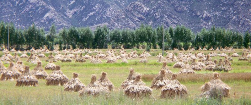Natur- und Umweltschutz traditionelle Ernte