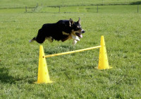 Pylonen-Hürden Set Agility 2 in 1: Hürden- und Slalomlauf in Einem Pylonen-Hürden Set Agility 2 in 1: Hürden- und Slalomlauf in Einem