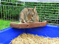 Aussichtsterrasse Nature aus 100% Naturholz, passend für alle gängigen Käfige Aussichtsterrasse Nature aus 100% Naturholz, passend für alle gängigen Käfige