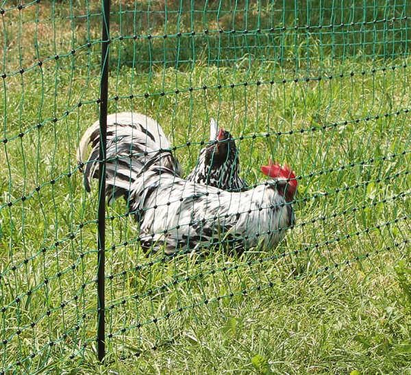Geflügelnetz grün, unelektrifizierbares Netz für Hühner, Gänse, Puten, Netz mit geringer Maschenweite