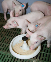 Ferkelschale aus Kunststoff für Trockenfutter, Milch & Wasser Ferkelschale aus Kunststoff für Trockenfutter, Milch & Wasser