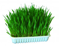 Gras in der Keimschale zum Selberziehen, frisches Grün für Kleintiere Gras in der Keimschale zum Selberziehen, frisches Grün für Kleintiere