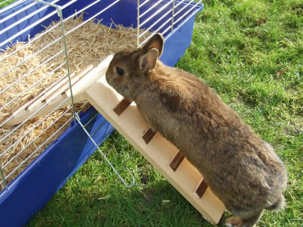 Holzbrücke Nature bietet Kaninchen und anderen kleinen Nagern einen sicheren Ein- und Ausstieg zwischen Gehege und Käfig.