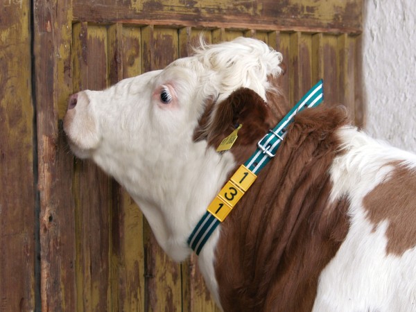 Halsmarkierungsband für Rinder in der Farbe grün/ weiß