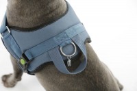 Geschirr Maestro 2.0 mit verchromten Beschlägen, petrol Geschirr Maestro 2.0 mit verchromten Beschlägen, petrol