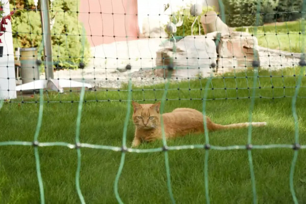 Elektrifizierbares Katzennetz bestens geeignet zum Schutz und zur Hütung Ihres Heimtiers