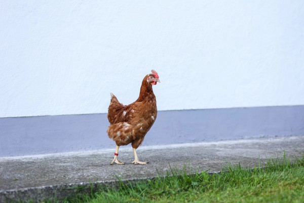 Spiralringe zur Kennzeichnung von Geflügel