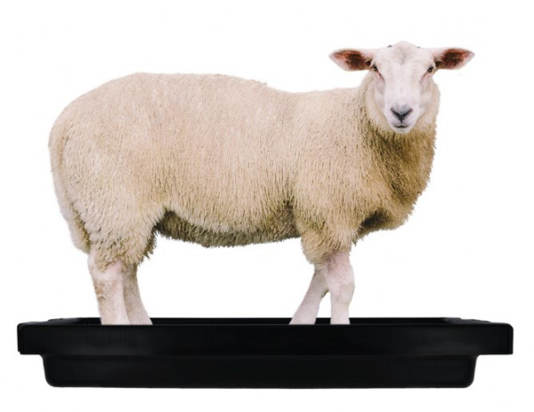 Klauenwanne SuperKombi Mini für Klauenbäder für Schafe