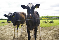 Elektro-Viehschranke Electro Gate kann leicht in bestehende Zaunanlagen eingebaut werden Elektro-Viehschranke Electro Gate kann leicht in bestehende Zaunanlagen eingebaut werden