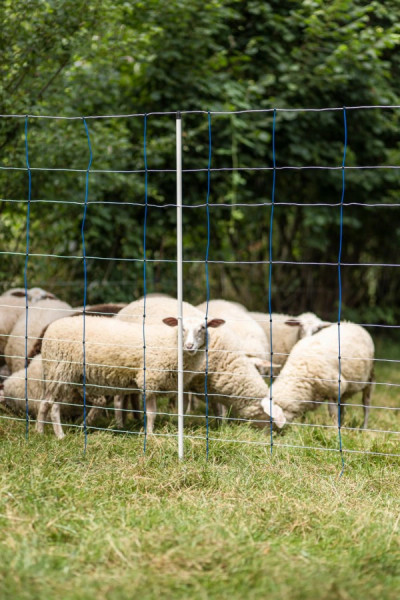 weißer Ersatzpfahl für Weidezaunnetze: Pfahl mit Einzelspitze, in verschiedenen Längen erhältlich