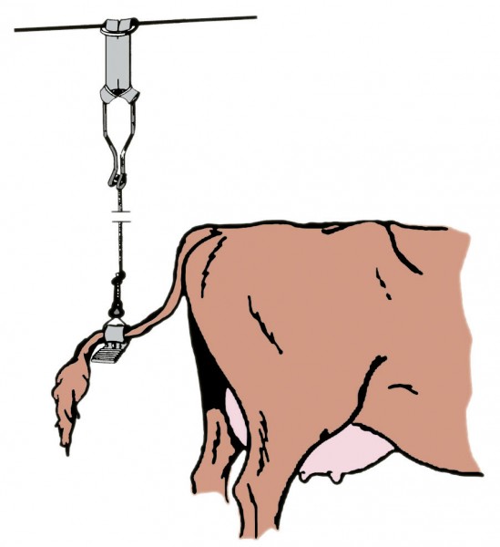 Kuhschwanzhalter für Sicherheit und Hygiene im Rinderstall, schematische Darstellung