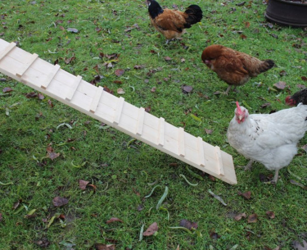 Hühnerleiter aus Holz ist ideal zum Nachrüsten an erhöhten Geflügelställen
