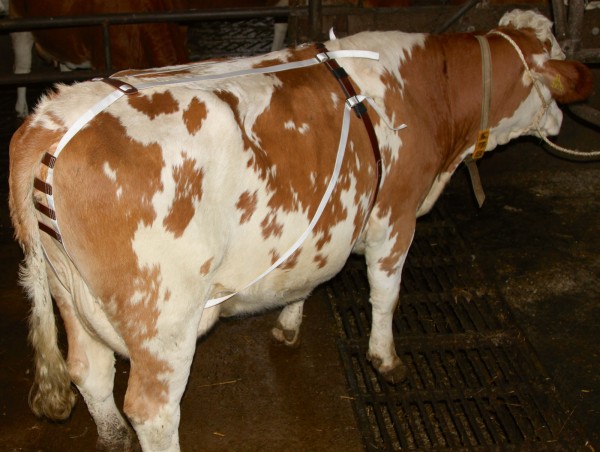 Vorfallbandage für Rinder, Abb.: angelegte Bandage bei einer trächtigen Kuh