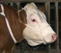 Sisalhalfter für Kühe und Jungbullen mit verzinktem Ring Sisalhalfter für Kühe und Jungbullen mit verzinktem Ring