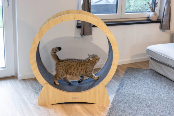 Katzenlaufrad für ideale Bewegung im Innenbereich