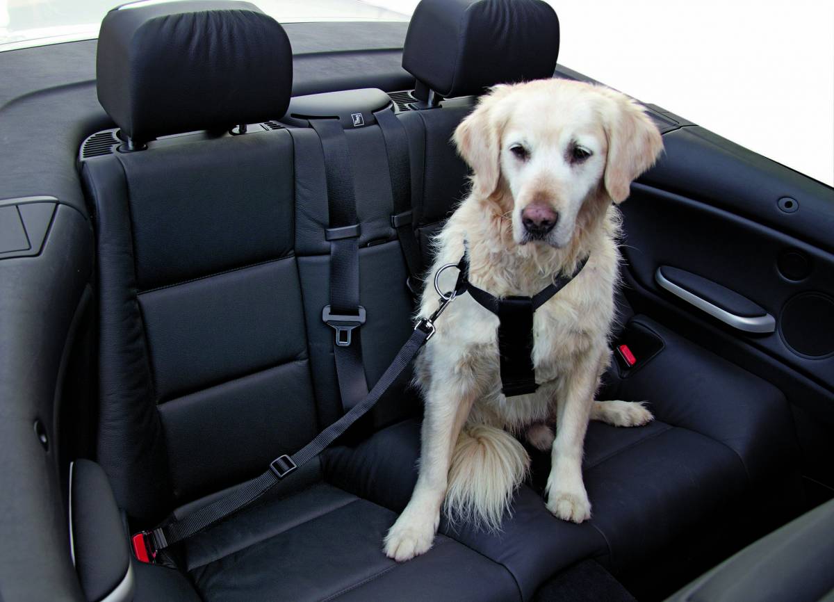 Sitemapcdatahttpsstilkniqoocomwunderbar Hund Im Auto Anschnallen Bilder