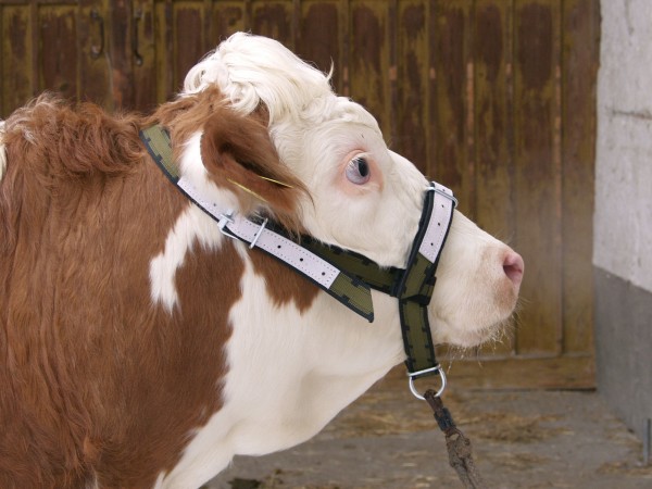 Halfter für Kühe und Jungbullen mit verstellbarem Kopf- und Nasenband lederverstärkt, Qualitätsprodukt