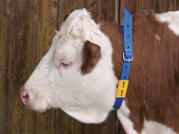 Halsmarkierungsband für Rinder mit Runddornschnalle in der Farbe blau, 4 cm breit