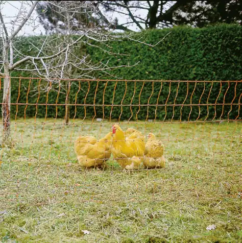 Geflügelnetz orange elektrifizierbar, engmaschiges Netz 50 Meter lang, Zaunfarbe orange