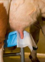 Feuchtes Euterpapier mit stimulierender Wirkung Feuchtes Euterpapier mit stimulierender Wirkung