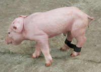 Ferkelspreizbänder mit Klettverschluss, abwaschbar Ferkelspreizbänder mit Klettverschluss, abwaschbar